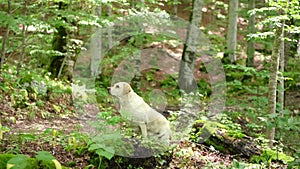 dog in the forest. Happy labrador retriever in nature. Pet on a walk