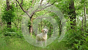 dog in the forest. Happy labrador retriever in nature. Pet on a walk