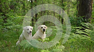 dog in the forest. Happy labrador retriever in nature. Pet on a walk