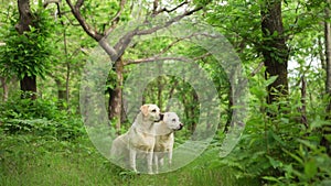 dog in the forest. Happy labrador retriever in nature. Pet on a walk