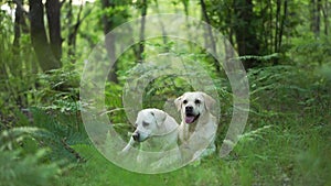 dog in the forest. Happy labrador retriever in nature. Pet on a walk