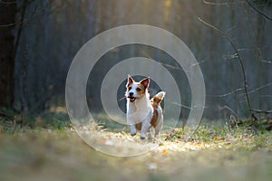 dog in the forest. Jack Russell Terrier in woods