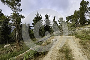 A Dog on a Forest Path Blocked by a Fallen Tree