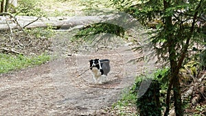 A dog on the forest path with a piece of wood in its mouth