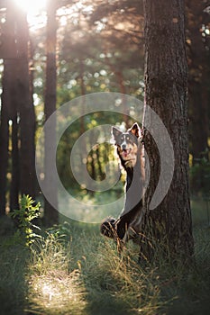 Dog in the forest the peeps. tricolor border collie in nature. Pet for a walk