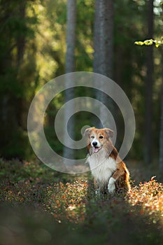 dog in the forest. Pet on the nature. red border collie