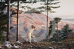 dog in the forest at sunset against the backdrop of mountains. Fawn labrador in nature