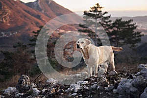 dog in the forest at sunset against the backdrop of mountains. Fawn labrador in nature