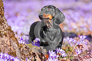 Dog in forest walks in clearing of lilac crocus flowers on a blurred background