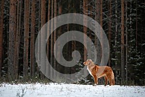 Dog in the forest in winter. Nova Scotia Duck Tolling Retriever rests on a log in the trees