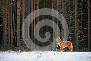 Dog in the forest in winter. Nova Scotia Duck Tolling Retriever rests on a log in the trees