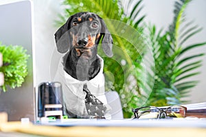 Dog in formal office clothes sits table with stamp, glasses Financial Consultant