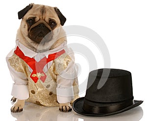 Dog in formal wear