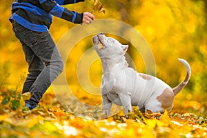 Dog formidable appearance, good-natured character plays child in autumn park