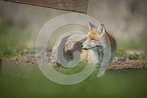 A dog fox looking back through a fence