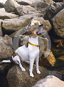 Dog fox terrier on the sea rocks