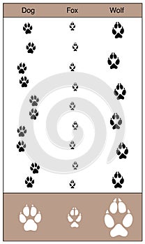 Dog Fox Wolf Tracks Comparison