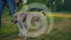 A dog free of a leash is walking next to female`s legs in park. No faces.