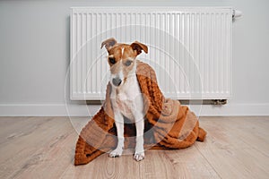 Dog freezing at home, sitting near heating radiator