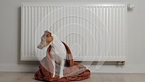 Dog freezing at home, sitting near heating radiator