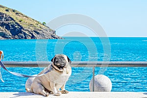 Dog French bulldog with a bandaged foot sits on a bench against the background of the sea