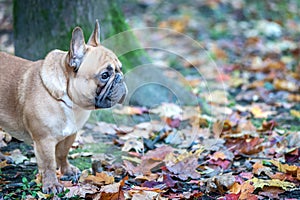 Dog, French Bulldog photo