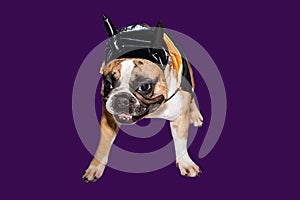 Dog french bulldog dressed up in a black devil costume with horns for halloween with a hat