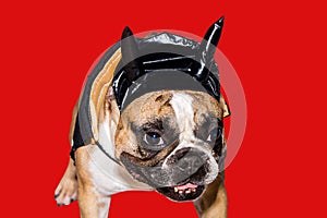 Dog french bulldog dressed up in a black devil costume with horns for halloween with a hat