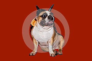 Dog french bulldog dressed up in a black devil costume with horns for halloween with a hat