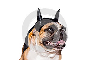 Dog french bulldog dressed up in a black devil costume with horns for halloween with a hat on an isolated background