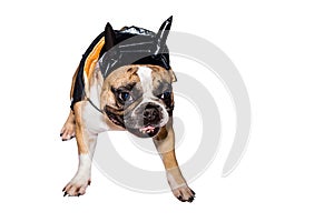 Dog french bulldog dressed up in a black devil costume with horns for halloween with a hat on an isolated background