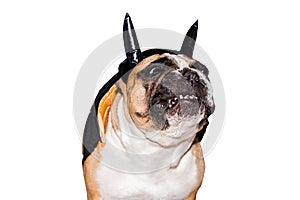 Dog french bulldog dressed up in a black devil costume with horns for halloween with a hat on an isolated background