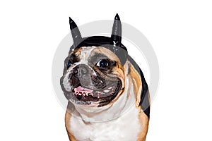 Dog french bulldog dressed up in a black devil costume with horns for halloween with a hat on an isolated background