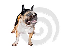 Dog french bulldog dressed up in a black devil costume with horns for halloween with a hat on an isolated background