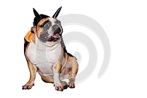 Dog french bulldog dressed up in a black devil costume with horns for halloween with a hat on an isolated background