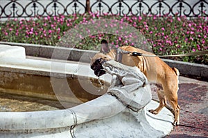Dog french bulldog drinks water from a fountain.