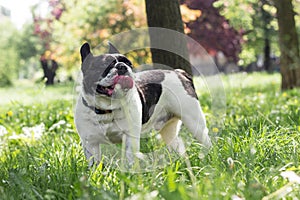 Dog French Bulldog, feeling happiness