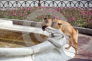 Dog french bulldog looking on stream of water from a fountain.