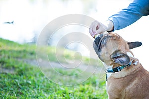 Dog. French bulldog portrait close-up. The owner`s hand gives the dog a treat. Space for text.