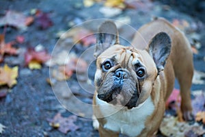 Dog, French Bulldog portrait of a macro on an autumn background. photo