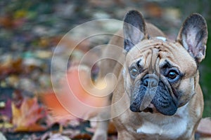 Dog, French Bulldog portrait of a macro on an autumn background. photo