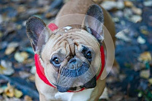 Dog, French Bulldog portrait of a macro on an autumn background.