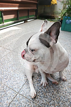 Dog or french bulldog, put on ones tongue dog or sick out ones tongue dog
