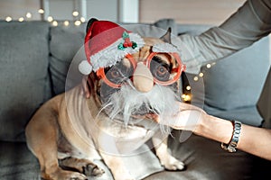 Dog, french bulldog in red christmas glasses with santa claus hat on couch. Funny pet, woman, owner. Happy family celebration and