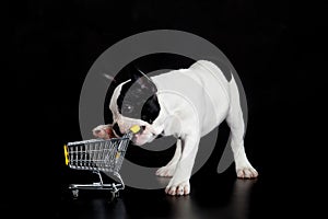 Dog french bulldog with shopping trolly on black background