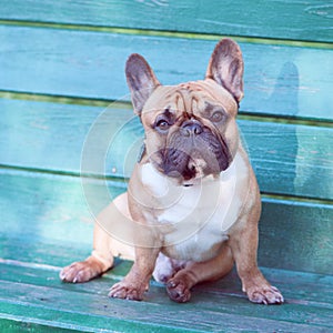 Dog, French bulldog sitting on a bench with the owner. photo