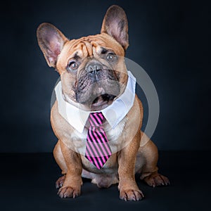 A dog, a french bulldog in a tie and a white collar. Education, training of dogs.