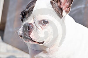 Dog or french bulldog, unaware French bulldog