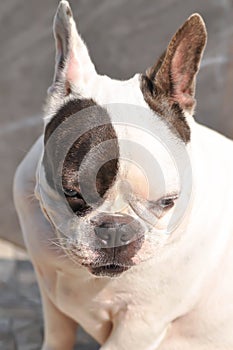 Dog or french bulldog, unaware French bulldog