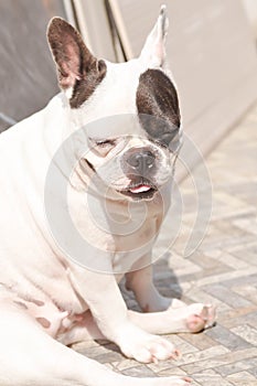 Dog or french bulldog, unaware French bulldog